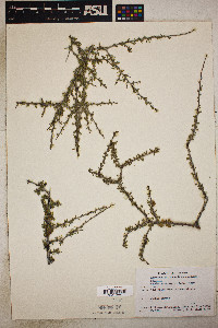 Prunus fasciculata image