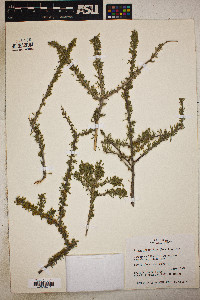 Prunus fasciculata image