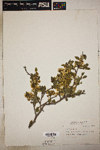 Prunus fremontii image