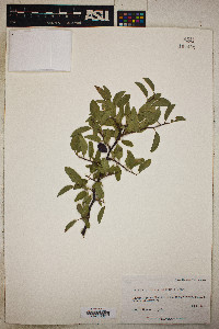 Prunus gracilis image