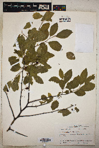 Prunus gracilis image