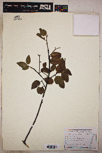 Prunus ilicifolia image