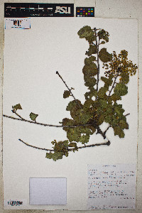 Prunus ilicifolia image