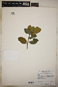 Prunus ilicifolia image