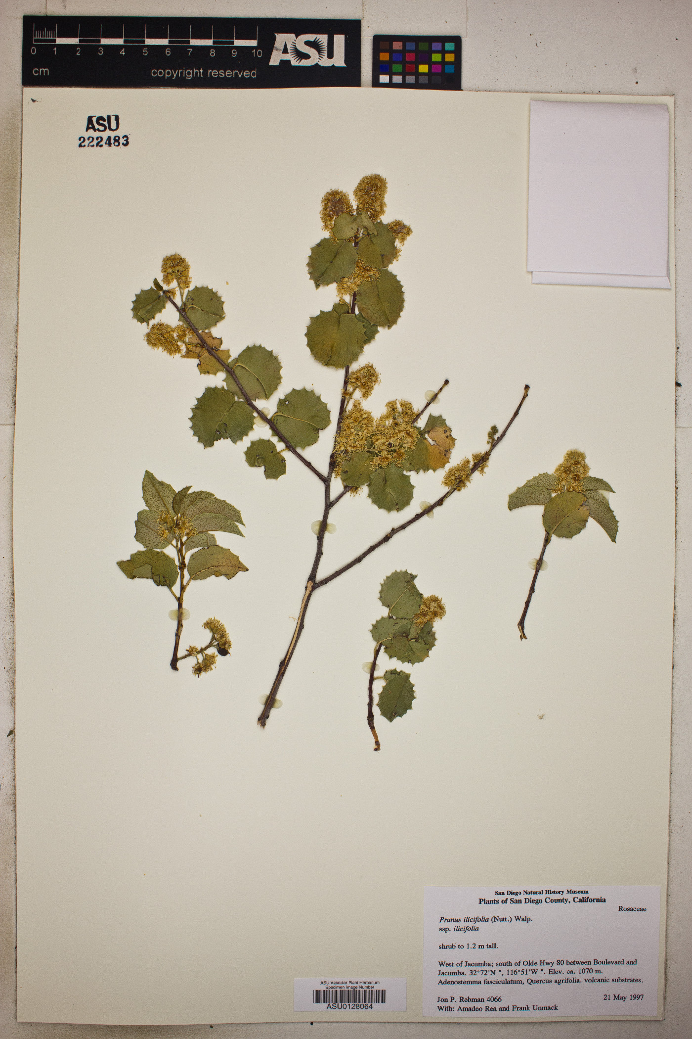 Prunus ilicifolia image