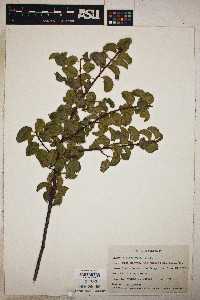 Prunus ilicifolia image