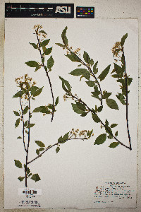 Prunus pensylvanica image