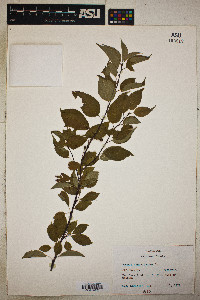 Prunus pensylvanica image