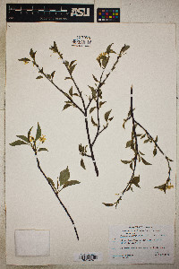 Prunus pensylvanica image