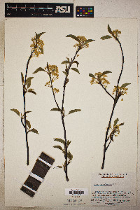 Prunus pensylvanica image