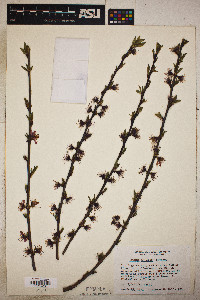 Prunus persica image