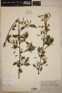 Prunus prunifolia image