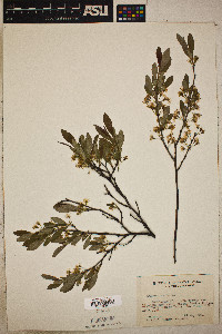 Prunus pumila image