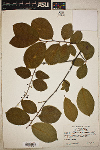 Prunus serotina var. alabamensis image