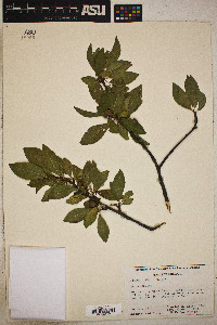 Prunus umbellata image