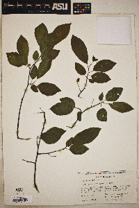 Prunus umbellata image