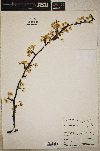 Prunus umbellata image