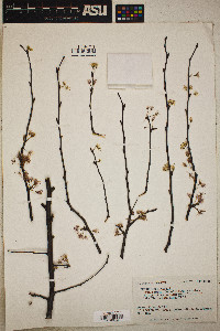 Prunus umbellata image