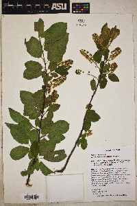 Prunus virginiana var. melanocarpa image