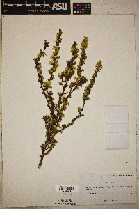 Purshia glandulosa image