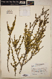 Purshia glandulosa image