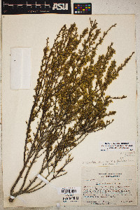 Purshia glandulosa image