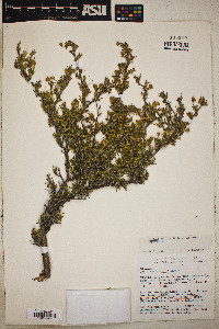 Purshia ericifolia image