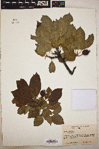 Pyrus communis image