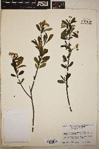 Image of Sorbus melanocarpa