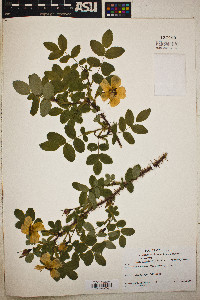 Rosa acicularis image