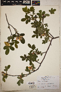 Rosa acicularis image