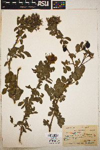 Rosa californica image