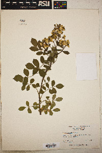 Rosa bracteata image