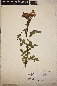 Rosa bracteata image