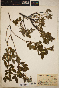 Rosa californica image