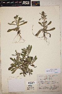 Image of Gnaphalium americanum