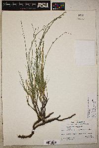 Eremogone macradenia var. macradenia image