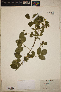 Rosa californica image