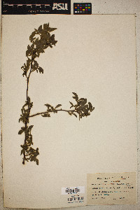 Rosa carolina subsp. carolina image