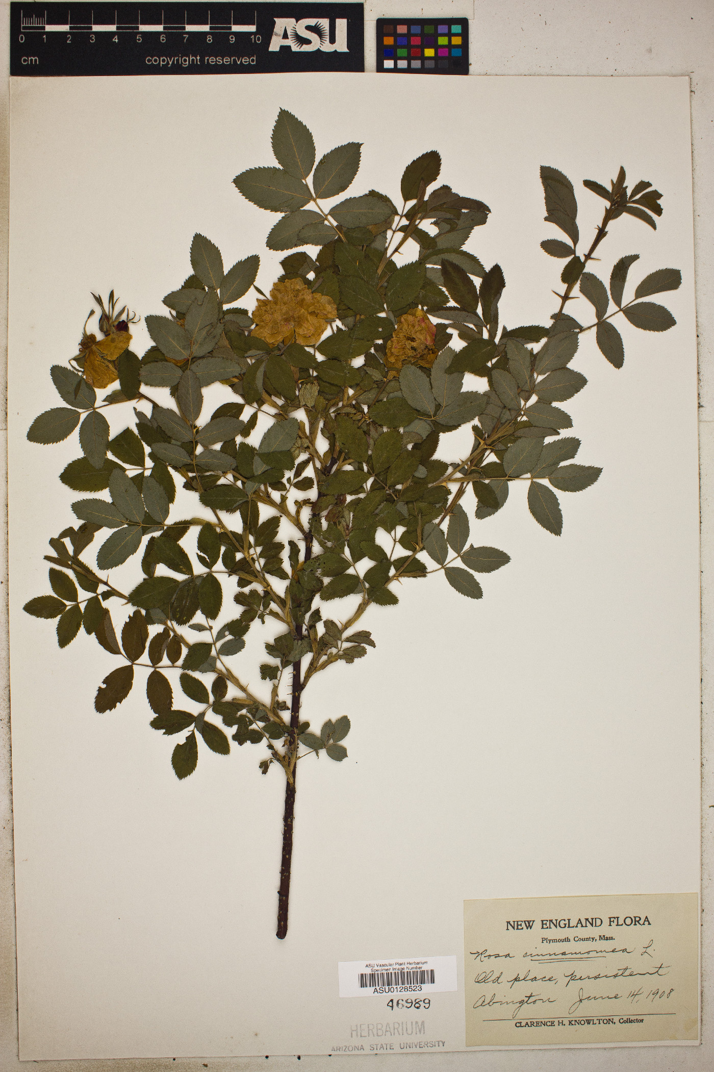 Rosa cinnamomea image