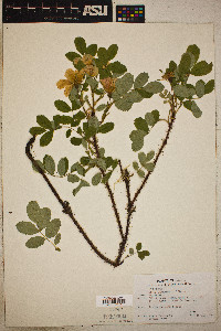 Rosa engelmannii image