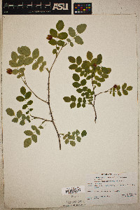 Rosa gymnocarpa image