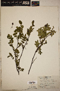 Rosa gymnocarpa image