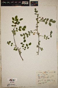 Rosa gymnocarpa image