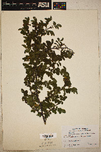 Rosa gymnocarpa image