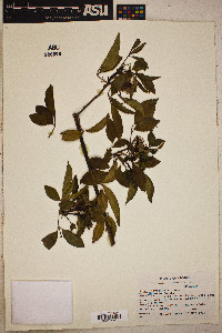 Rosa laevigata image