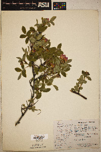 Rosa woodsii var. woodsii image