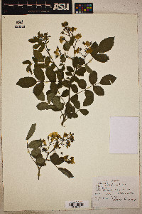 Rosa multiflora image