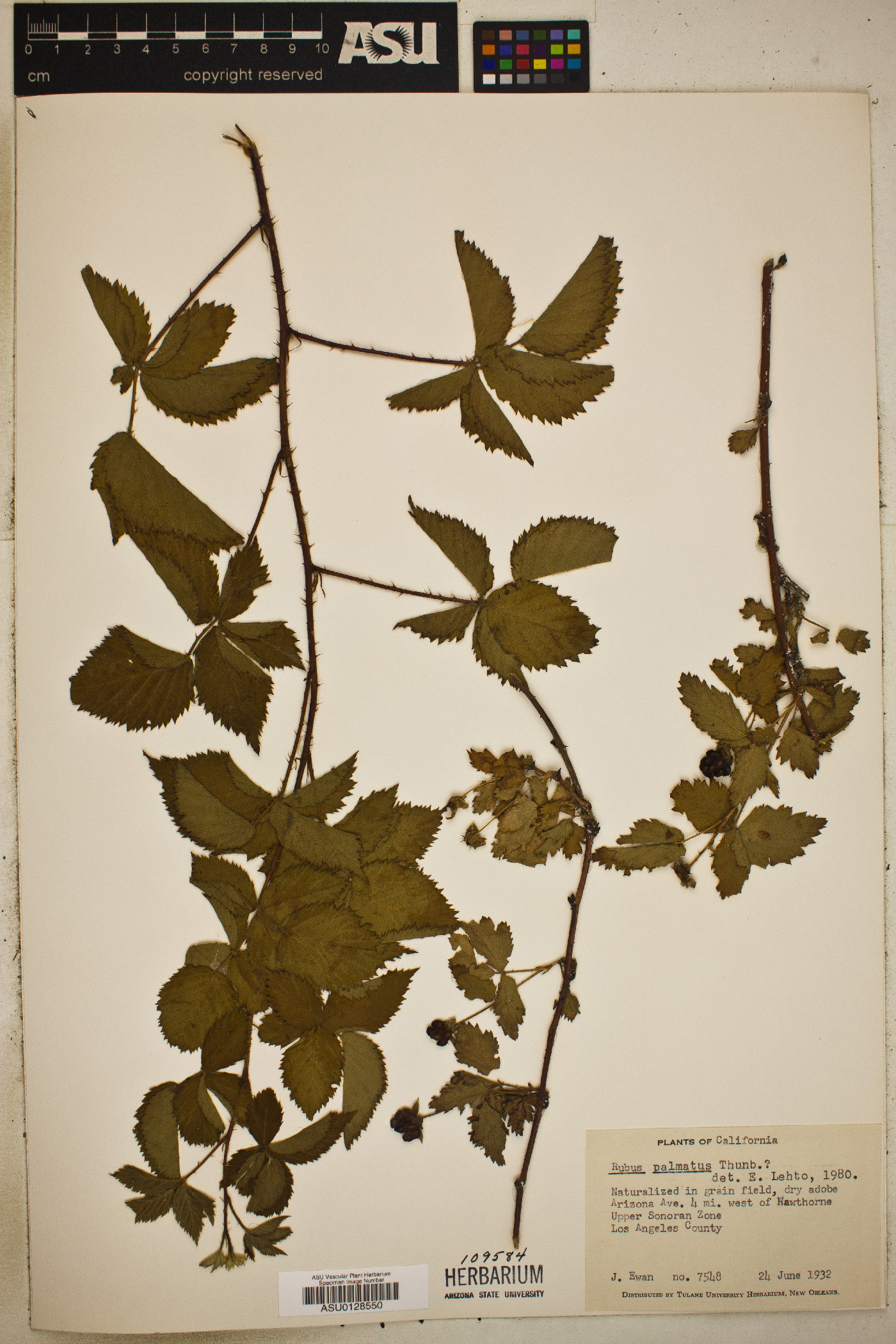 Rubus palmatus image