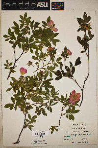 Rosa palustris image